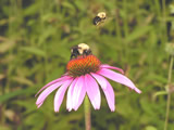 bee_thumb