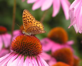 butterfly2_thumb