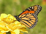 butterfly_thumb